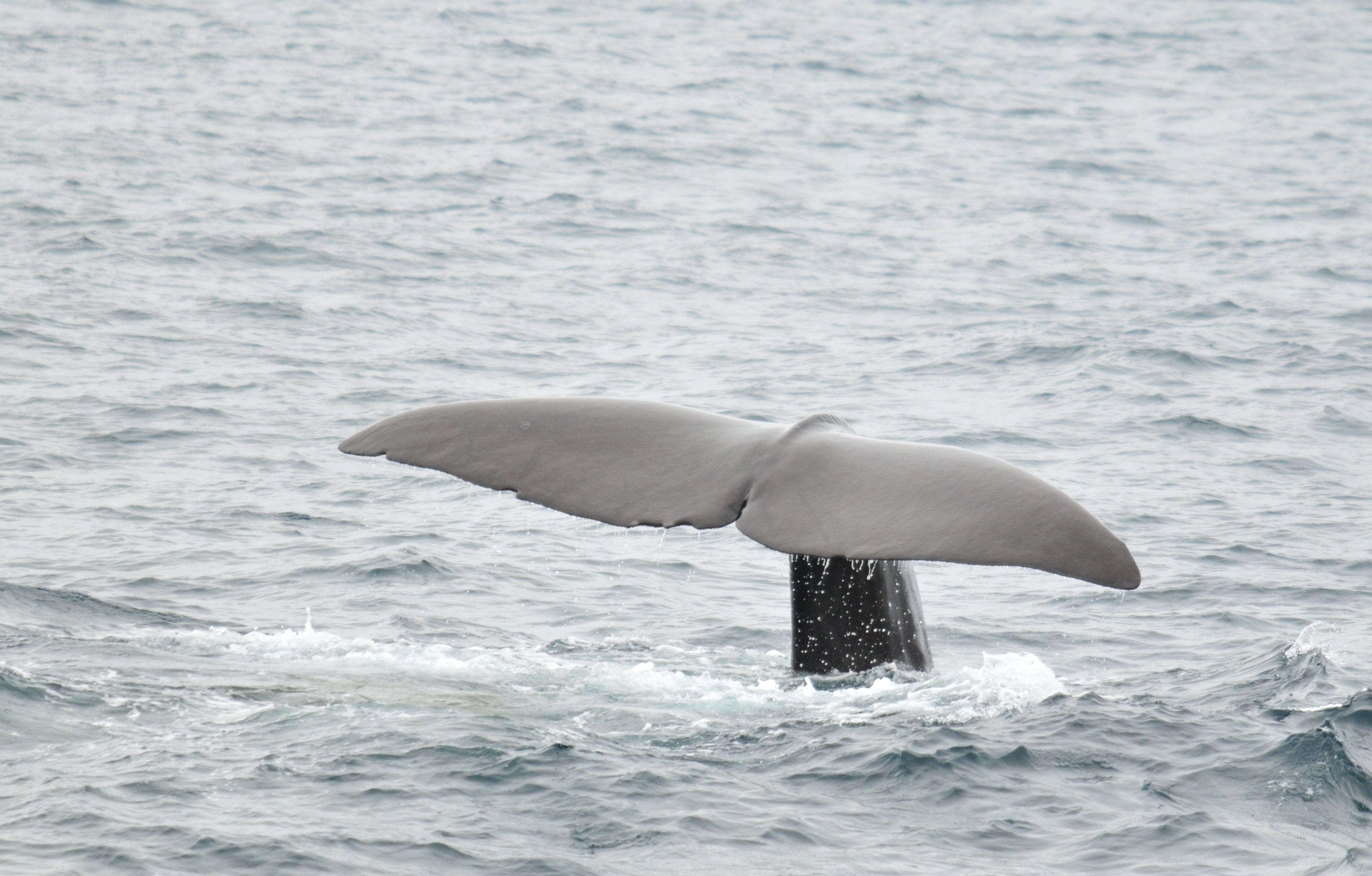 Salapoliisihommia luonnontieteellisessä museossa – valaista ja valaan helmistä
